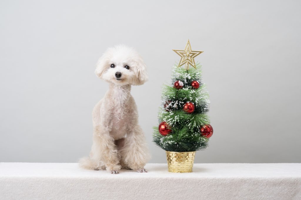 22年 クリスマスツリーおすすめ6選 北欧風 オーナメントセットも 暮らしのライフマガジン